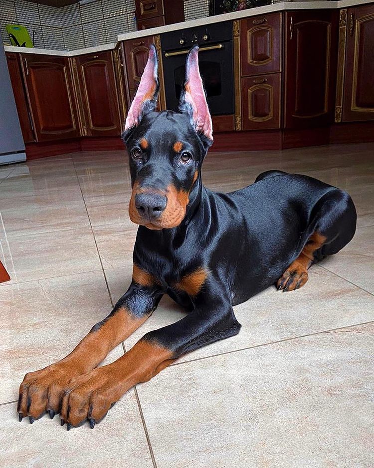 Akc doberman for sale best sale